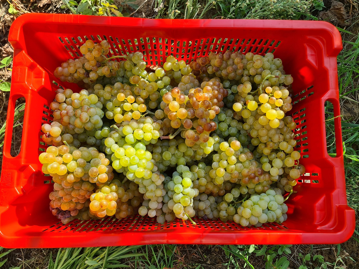 Moscatello 1