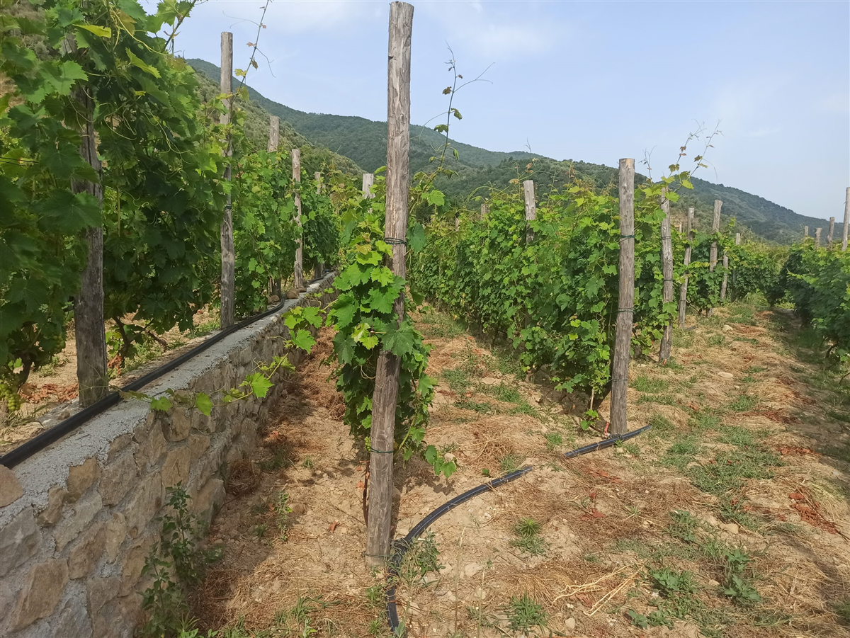 Moscatello 3