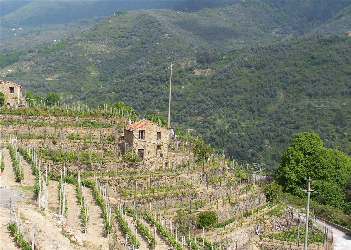 Moscatello 2